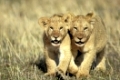 Lion, Loewe, Panthera leo, Masai Mara Wildlife Reservation, Kenya, Kenia, Africa, Afrika.